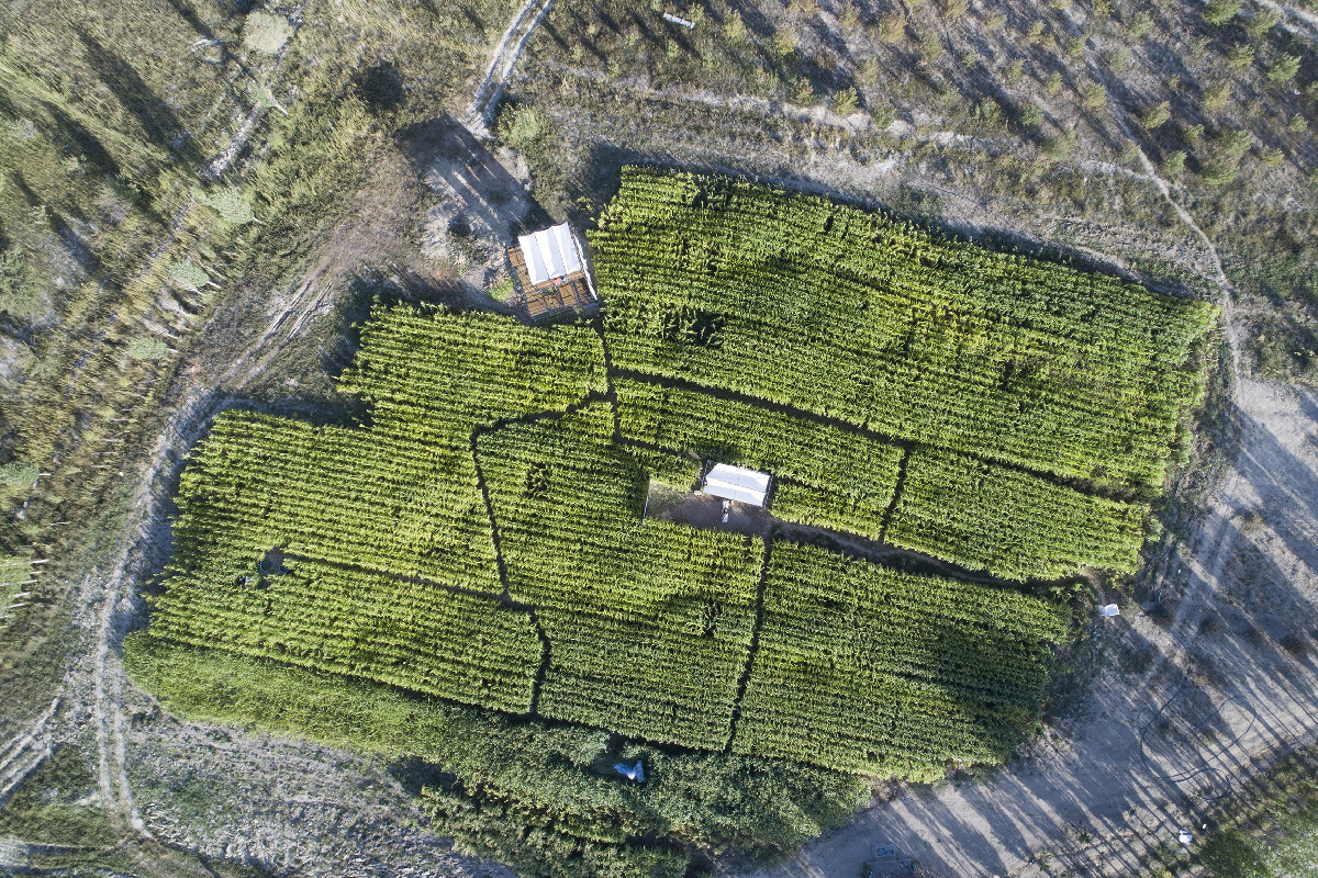 رتبه دوم مشترک، پونه زار (مزرعه)